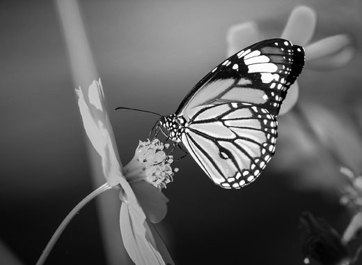 免费网络电话呼叫系统