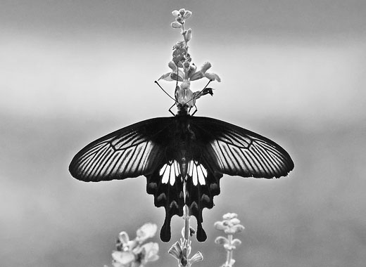 电话短信轰在线轰炸免费